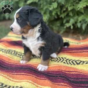 Ivy, Bernese Mountain Dog Puppy